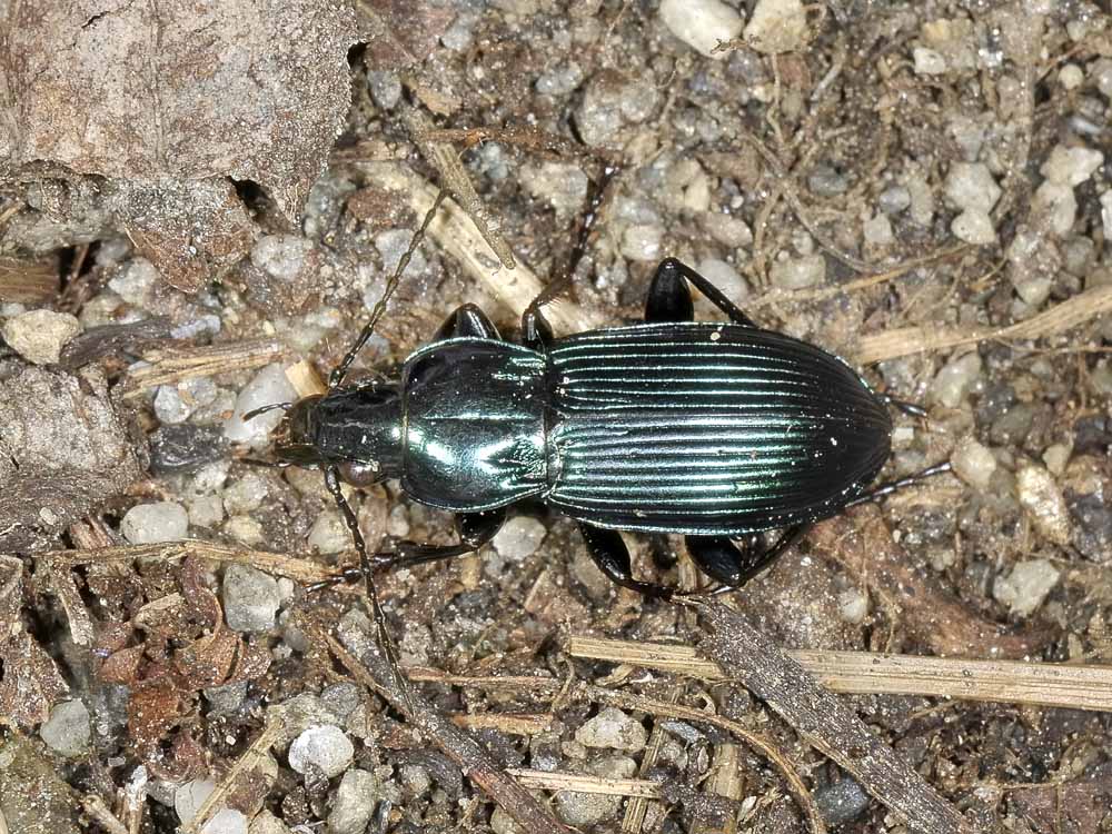 Poecilus? s, ancora P. lepidus gressorius